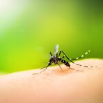 Zanzara Anopheles in Salento, Iss: no allarme su ritorno malaria